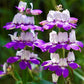 Chinese Houses Collinsia Seeds online shopping