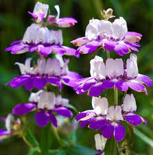 Chinese Houses Collinsia Seeds online shopping