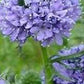 Globe Gilia Seeds online shopping