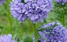 Globe Gilia Seeds online shopping