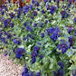 Honeywort Cerinthe Seeds online shopping
