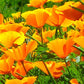 California Orange Poppy Seeds online shopping