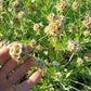 Paper Moon Scabiosa Seeds online shopping