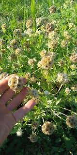 Paper Moon Scabiosa Seeds online shopping