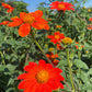 Mexican Torch Tithonia Seeds online shopping
