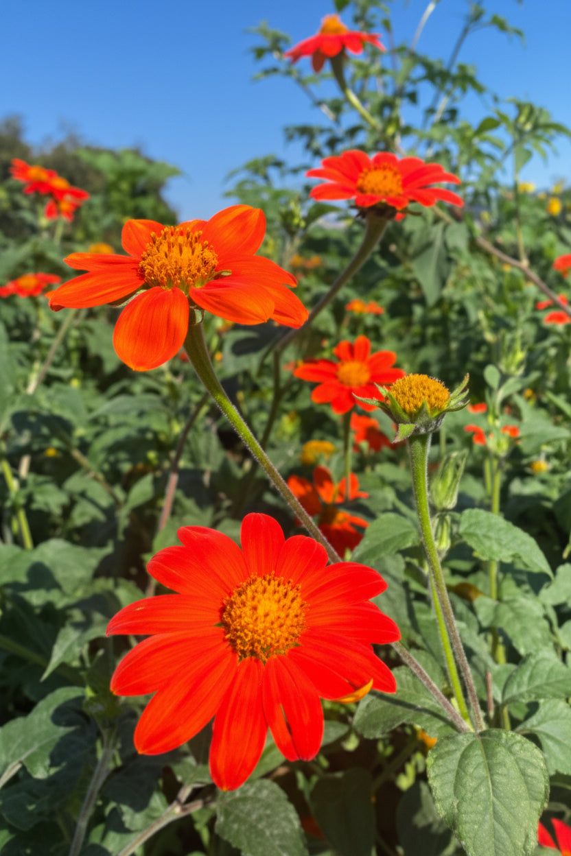 Mexican Torch Tithonia Seeds online shopping