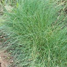 Sheep Fescue Grass Seeds online shopping