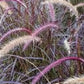 Purple Majesty Millet Seeds online shopping