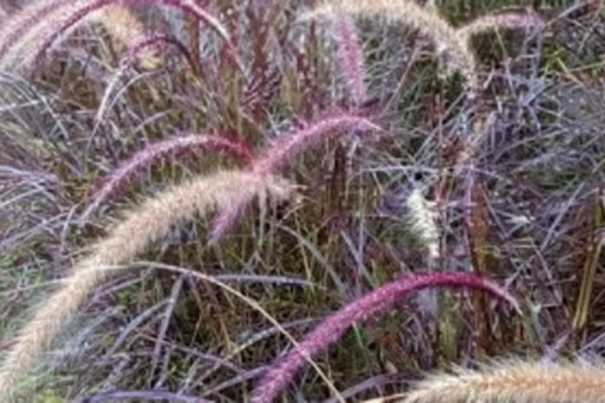 Purple Majesty Millet Seeds online shopping