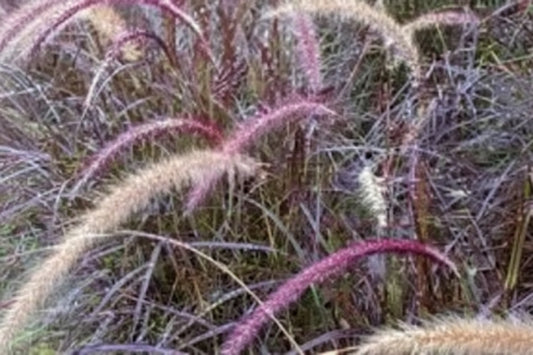 Purple Majesty Millet Seeds online shopping