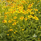 Autumn Sneezeweed Helenium Seeds online shopping