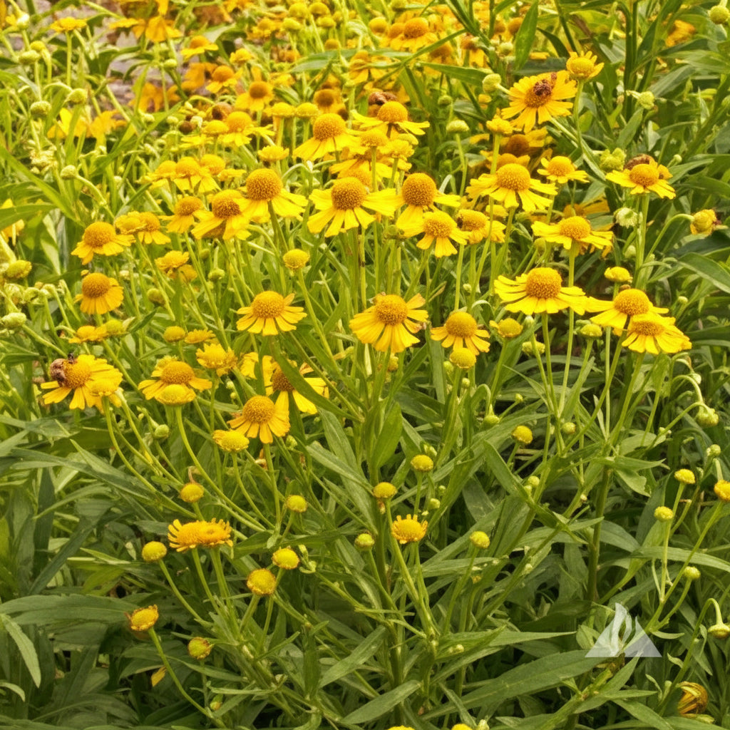 Autumn Sneezeweed Helenium Seeds online shopping