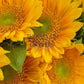 ProCut Gold Lite DMR F1 Sunflower Seeds online shopping