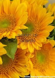 ProCut Gold Lite DMR F1 Sunflower Seeds online shopping