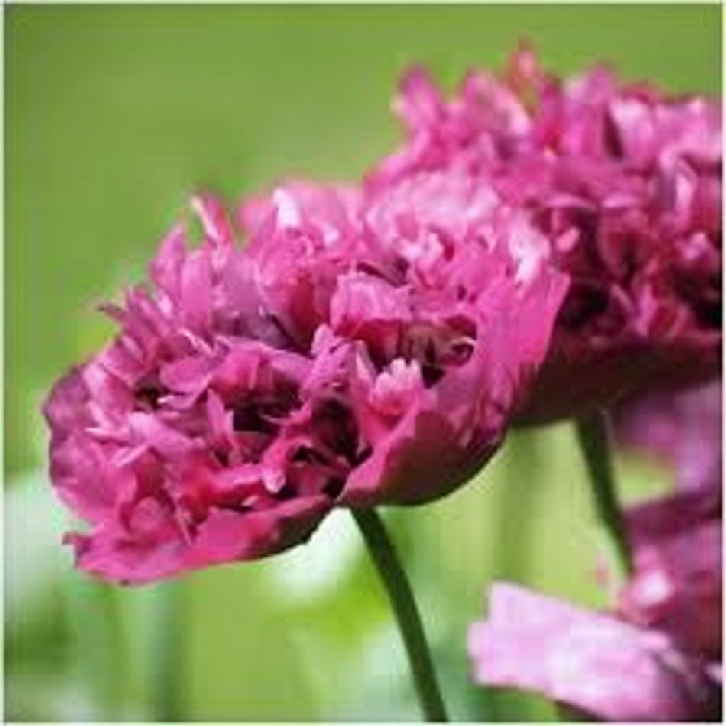 Purple Peony Poppy Seeds online shopping