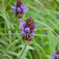 Self-Heal Prunella Seeds online shopping
