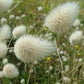 Bunny Tails Ornamental Grass Seeds online shopping