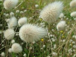 Bunny Tails Ornamental Grass Seeds online shopping