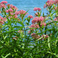 Swamp Milkweed Seeds online shopping