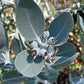 Heart Leaf Websteriana Eucalyptus Seeds online shopping