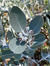 Heart Leaf Websteriana Eucalyptus Seeds online shopping