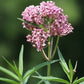 Swamp Milkweed Seeds online shopping