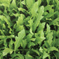 Wildfire Arugula Seeds online shopping