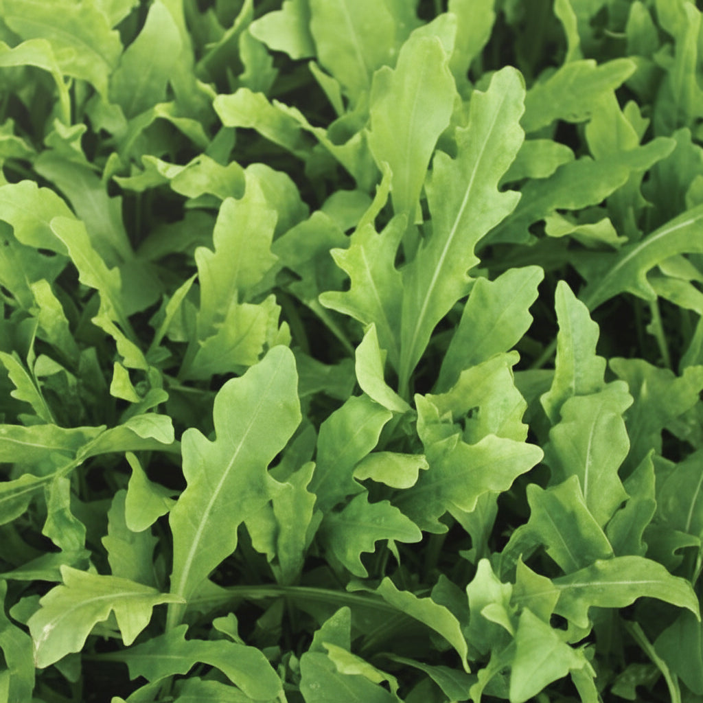 Wildfire Arugula Seeds online shopping