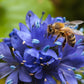 Globe Gilia Seeds online shopping