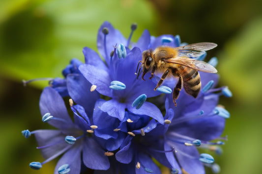Globe Gilia Seeds online shopping