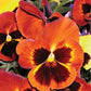 Swiss Giants Mix Pansy Seeds online shopping