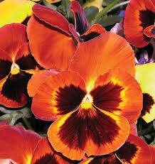 Swiss Giants Mix Pansy Seeds online shopping