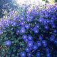 Heavenly Blue Morning Glory Seeds online shopping