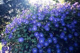 Heavenly Blue Morning Glory Seeds online shopping