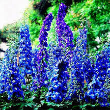 Rocket Larkspur Delphinium Seeds online shopping