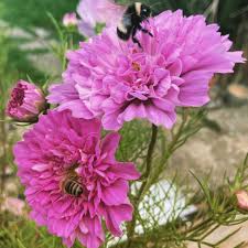 Rose Bon Bon Cosmos Seeds online shopping