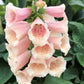 Dalmation Peach F1 Pelleted Foxglove Seeds online shopping