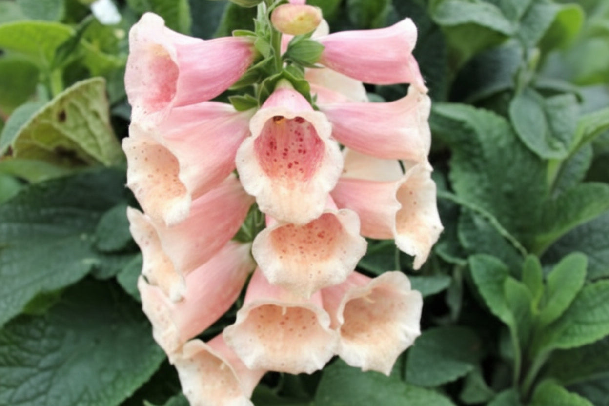 Dalmation Peach F1 Pelleted Foxglove Seeds online shopping