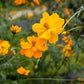 Bright Lights Cosmos Seeds online shopping