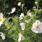 Purity Cosmos Seeds online shopping