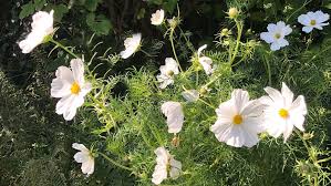 Purity Cosmos Seeds online shopping