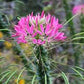 Spider Flower Cleome Seeds online shopping