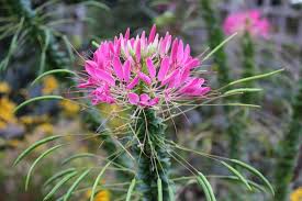 Spider Flower Cleome Seeds online shopping