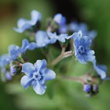 Chinese Forget-Me-Nots Cynoglossum amabile Seeds online shopping