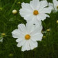 Purity Cosmos Seeds online shopping