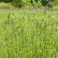 Orchard Grass Seeds online shopping