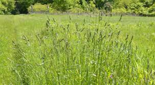 Orchard Grass Seeds online shopping