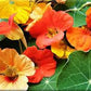 Tall Single Mix Nasturtium Seeds online shopping