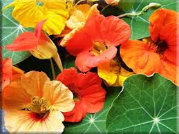 Tall Single Mix Nasturtium Seeds online shopping