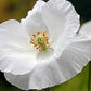 Bridal Silk Poppy Seeds online shopping